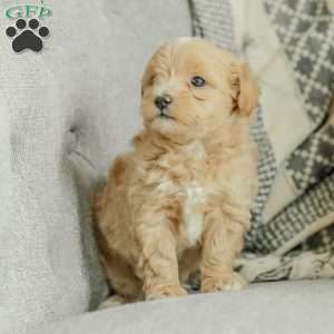 Milo, Maltipoo Puppy