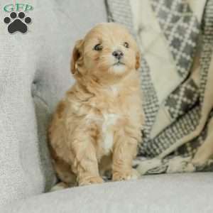 Milo, Maltipoo Puppy