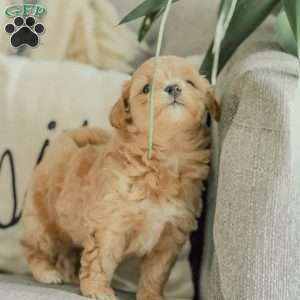 Milo, Maltipoo Puppy