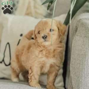 Milo, Maltipoo Puppy