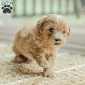 Milo, Maltipoo Puppy