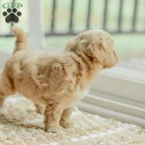 Milo, Maltipoo Puppy