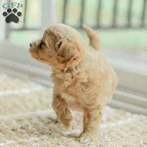 Milo, Maltipoo Puppy