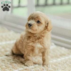Milo, Maltipoo Puppy