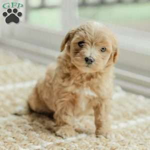 Milo, Maltipoo Puppy