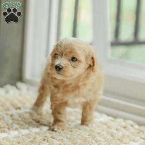 Milo, Maltipoo Puppy