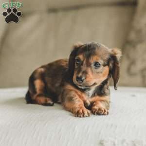 Moxie, Dachshund Puppy
