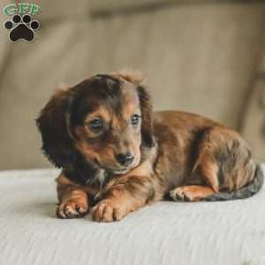 Moxie, Dachshund Puppy