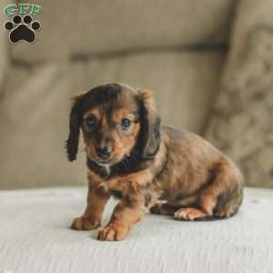 Moxie, Dachshund Puppy