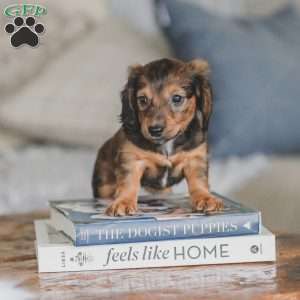Moxie, Dachshund Puppy
