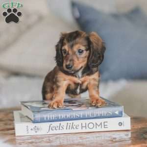 Moxie, Dachshund Puppy