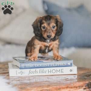 Moxie, Dachshund Puppy