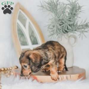 Moxie, Dachshund Puppy