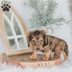 Moxie, Dachshund Puppy
