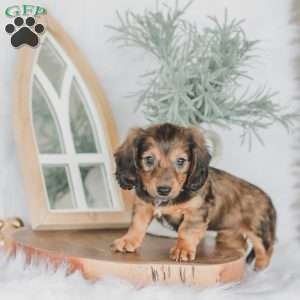 Moxie, Dachshund Puppy
