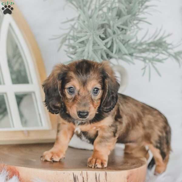 Moxie, Dachshund Puppy