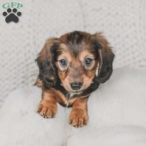 Moxie, Dachshund Puppy