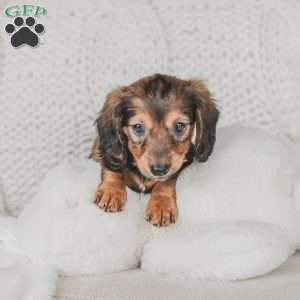 Moxie, Dachshund Puppy