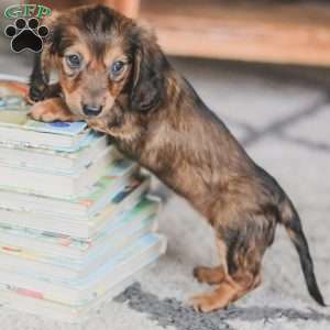 Moxie, Dachshund Puppy