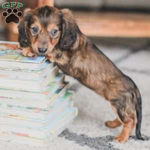 Moxie, Dachshund Puppy
