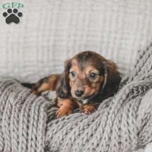 Moxie, Dachshund Puppy