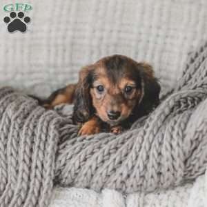 Moxie, Dachshund Puppy