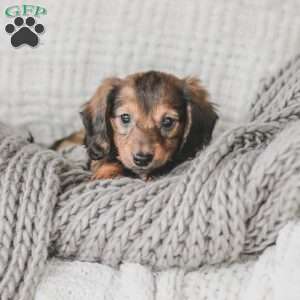 Moxie, Dachshund Puppy