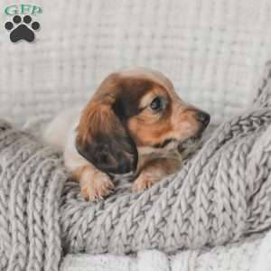 Ozzy, Dachshund Puppy