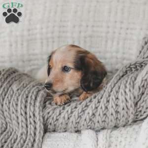 Ozzy, Dachshund Puppy