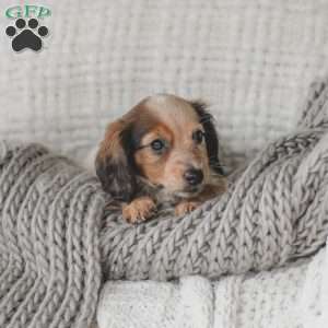 Ozzy, Dachshund Puppy