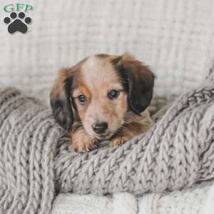 Ozzy, Dachshund Puppy