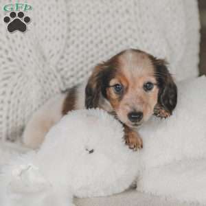 Ozzy, Dachshund Puppy