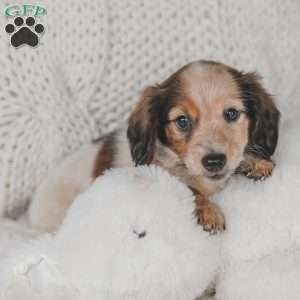 Ozzy, Dachshund Puppy