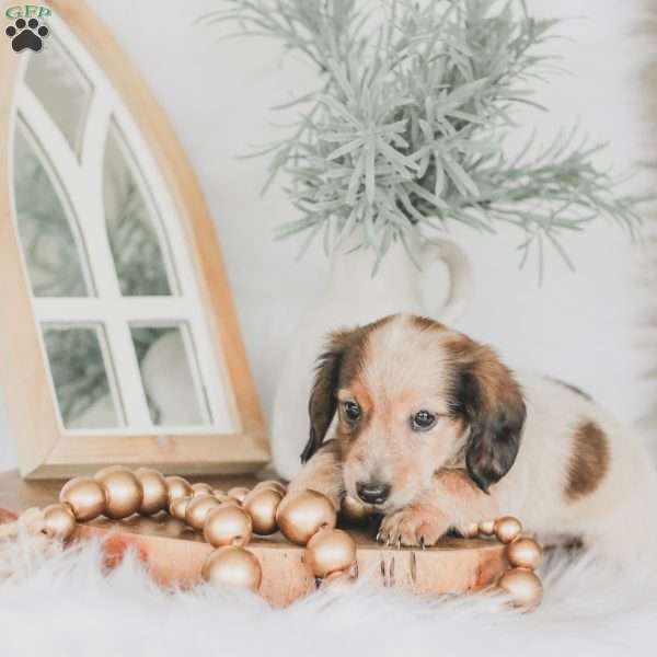 Ozzy, Dachshund Puppy