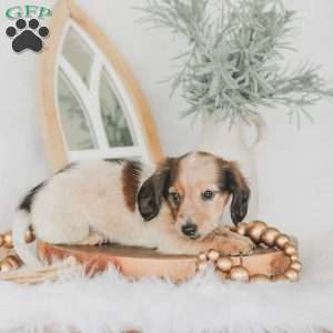 Ozzy, Dachshund Puppy
