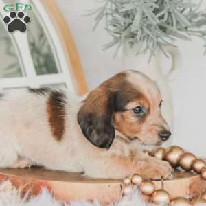 Ozzy, Dachshund Puppy