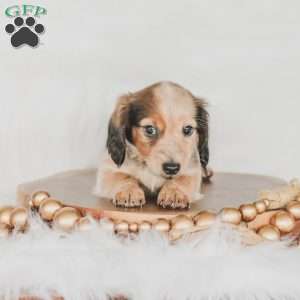 Ozzy, Dachshund Puppy
