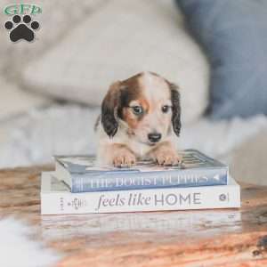 Ozzy, Dachshund Puppy