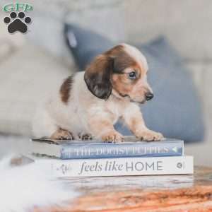 Ozzy, Dachshund Puppy