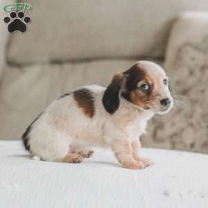 Ozzy, Dachshund Puppy