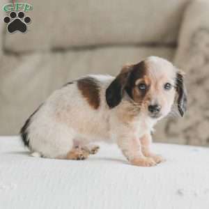 Ozzy, Dachshund Puppy
