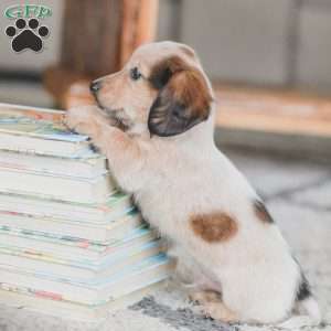 Ozzy, Dachshund Puppy