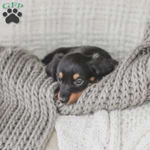 Masie, Dachshund Puppy
