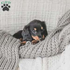 Masie, Dachshund Puppy