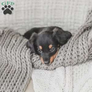 Masie, Dachshund Puppy