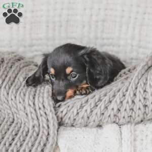 Masie, Dachshund Puppy