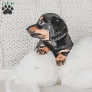 Masie, Dachshund Puppy