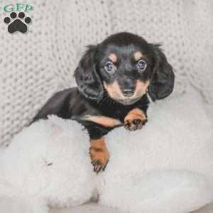 Masie, Dachshund Puppy