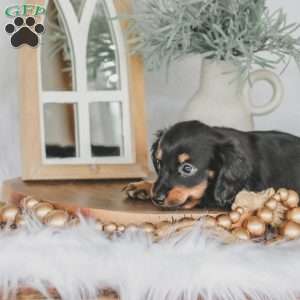Masie, Dachshund Puppy