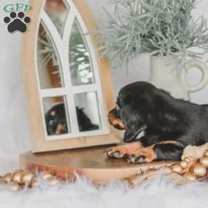 Masie, Dachshund Puppy